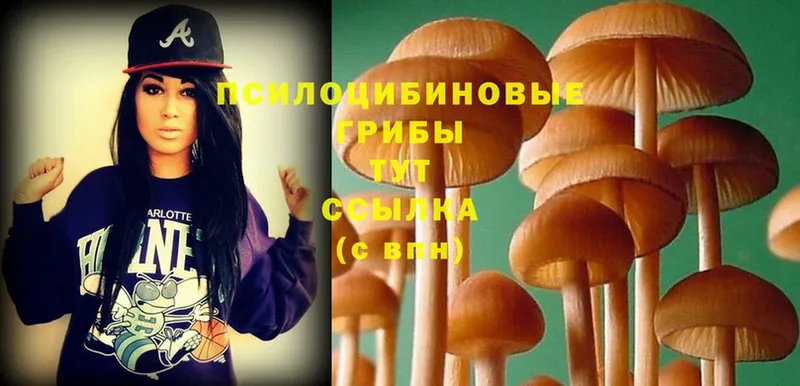 Псилоцибиновые грибы Psilocybe  где купить наркоту  Калининец 